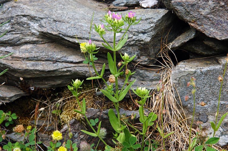 Centaurium erythraea subsp. erythraea